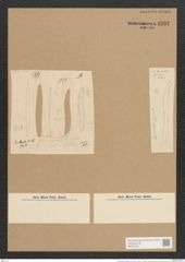 Nitzschia fasciculata Grun. (de-Toni-Nr.: Genus 47, Species 2102) Zeichnungen Sammlung Grunow Nr. 4201 (NHMW-BOT-W0372121)